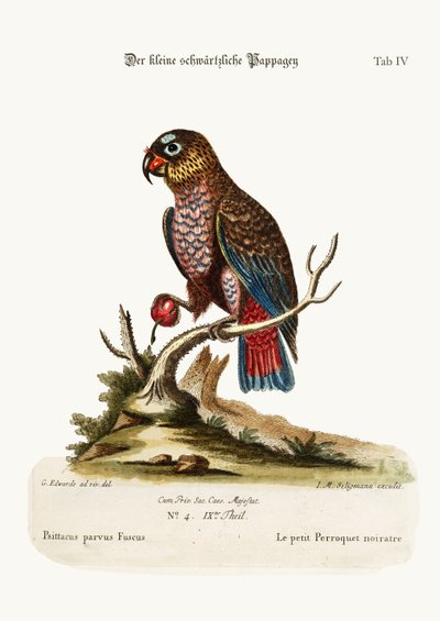 The Little Dusky Parrot, 1749-73 by George Edwards